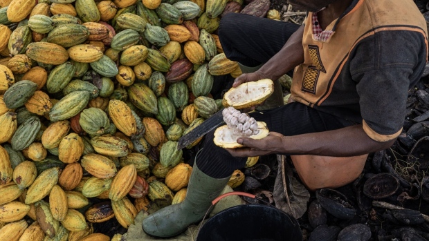 <p>A farmer cuts a cocoa pod to collect the beans on a farm in Azaguie, Ivory Coast.</p>